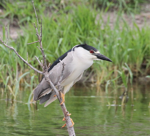Black-crowned Night Heron