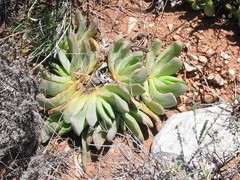 Glottiphyllum carnosum
