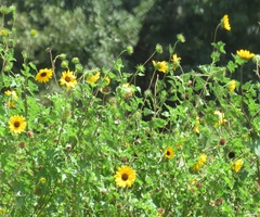 Helianthus debilis cucumerifolius