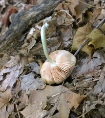 Pluteus americanus