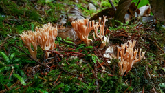 Ramaria rubella