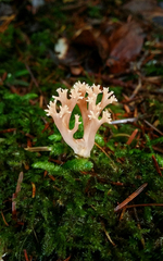 Ramaria rubella