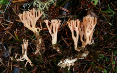 Ramaria rubella