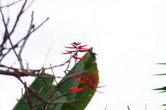 Heliomaster longirostris