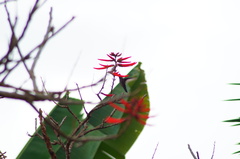 Heliomaster longirostris