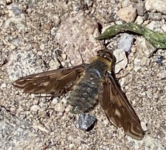 Poecilanthrax californicus