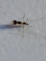 Erioptera venusta