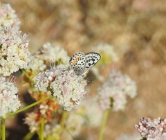 Euphilotes bernardino bernardino
