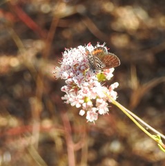 Euphilotes bernardino bernardino