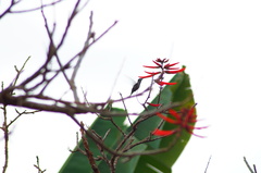 Heliomaster longirostris