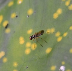 Tanypezidae