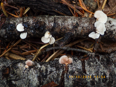 Panellus mitis