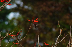 Heliomaster longirostris