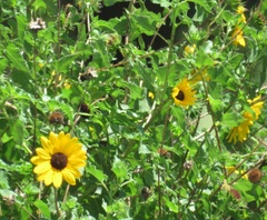 Helianthus debilis cucumerifolius