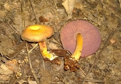 Callistosporium purpureomarginatum