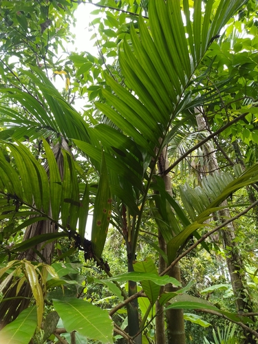 Areca catechu