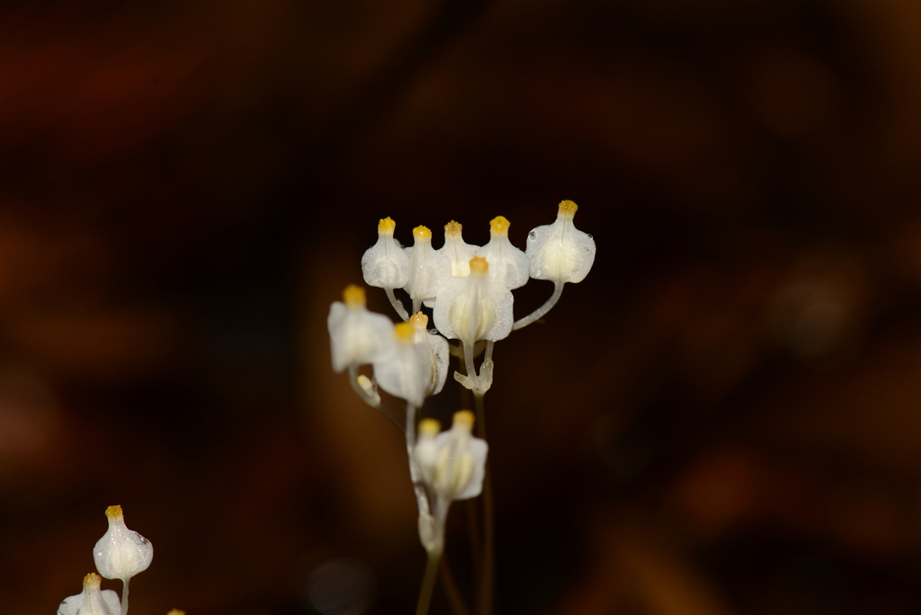Burmannia nepalensis (Burmannia nepalensis)