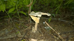 Amanita magnivelaris
