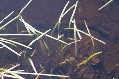 Sparganium fluctuans