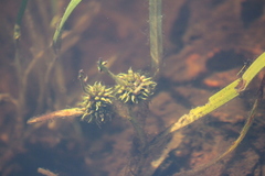 Sparganium fluctuans