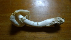 Amanita magnivelaris