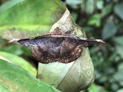 Fascellina chromataria