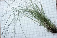 Carex remotiuscula