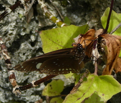 Euploea lewinii