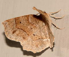 Metarranthis hypochraria