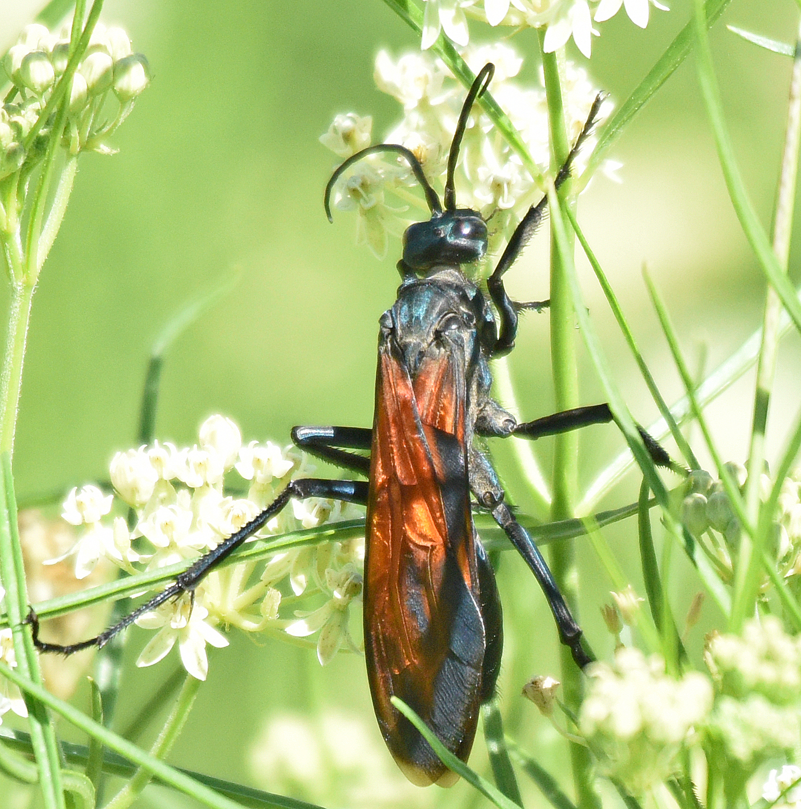 Pepsis grossa · iNaturalist Australia