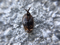 Thermonectus basillaris