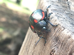 Leptinotarsa behrensi