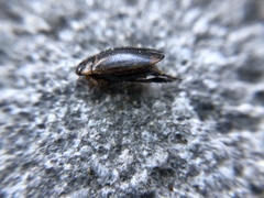 Thermonectus basillaris