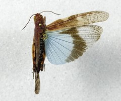 Trimerotropis cyaneipennis