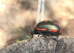 Leptinotarsa behrensi