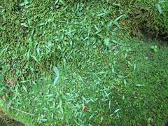 Asplenium ruprechtii