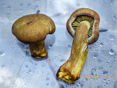 Gymnopilus punctifolius