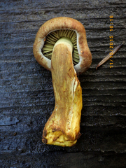 Gymnopilus punctifolius