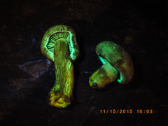 Gymnopilus punctifolius