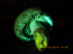 Gymnopilus punctifolius