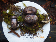 Cortinarius cyanites
