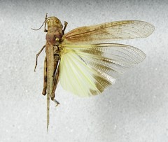 Circotettix crotalum