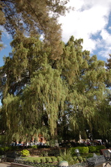 Taxodium mucronatum
