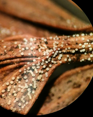Cyphellaceae