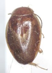 Plectoptera pulicaria