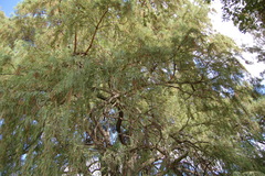 Taxodium mucronatum