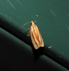 Sparganothis tristriata