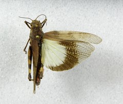 Spharagemon