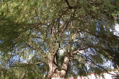 Taxodium mucronatum