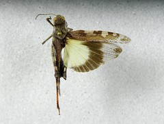 Spharagemon marmorata